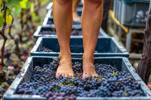 Traditional grape stomping for winemaking, close-up of barefoot feet pressing fresh grapes in vineyard. photo