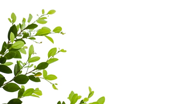 A cut out of Ficus benjamina leaves with clipping paths on a white background. The detailed structure and lush foliage are highlighted, emphasizing the tree's natural beauty and form. photo