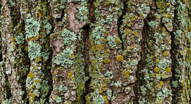 A close up of a tree with green lichen on it photo