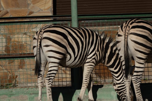 Zebras Zoo Enclosure Africa. Two zebras' rumps, seen from behind, within a zoo enclosure in Africa, likely daytime, for captive animal display. photo