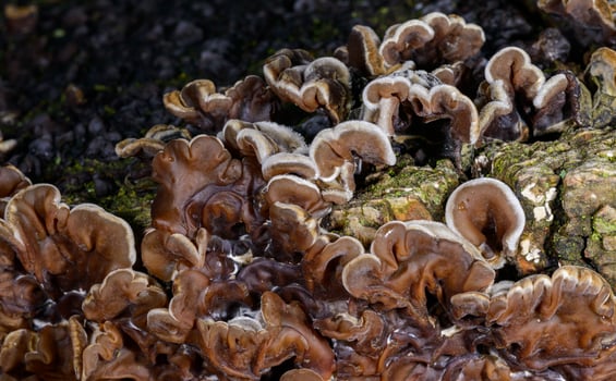 Auricularia mesenterica saprophytic fungus growing on an old tree stump, Odessa photo