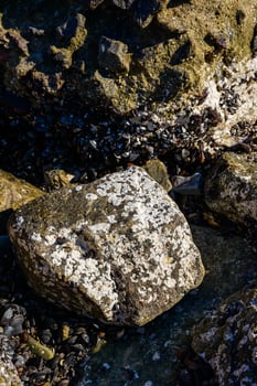 Strong water surge in the Black Sea, coastal mussels Mytilus galloprovincialis were above the water level, the death of mollusks in the air. photo