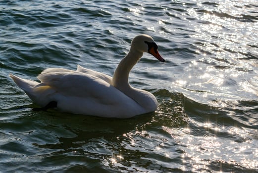 Mute swan Cygnus olor, young swan with gray plumage swims in a salt estuary in winter photo