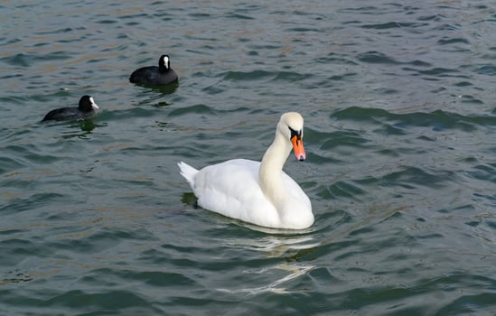 Mute swan Cygnus olor, Crooked-necked swan and two ducks swim in Sukhoi Liman, Black Sea photo