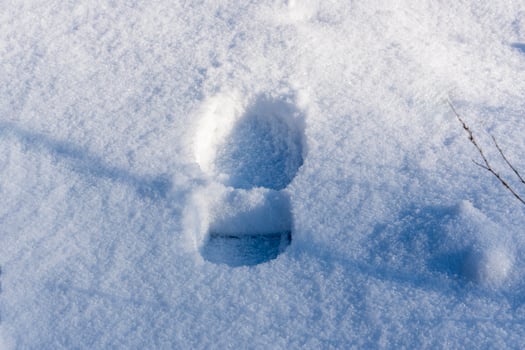 Human footprints on white snow, cold weather in the forest photo