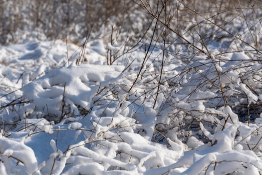 Dry Grass field on a hill covered in snow . Sunlight in winter background. Winter season landscape. photo