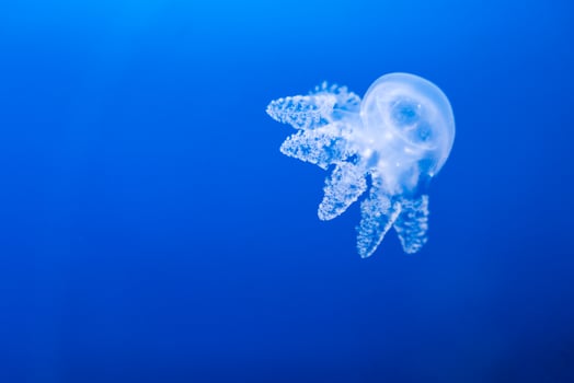 Transparent jellyfish floating in deep blue water photo