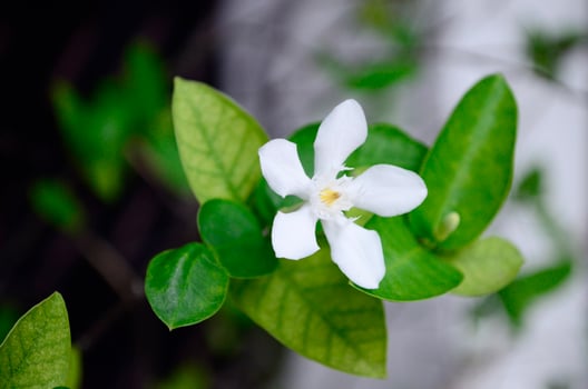 A white flower with green leaves is in front of a white wall photo