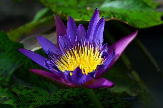 A purple water lily with yellow petals photo