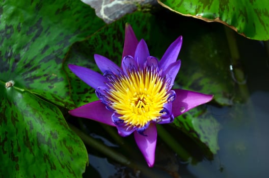 A purple water lily with yellow petals in the water photo