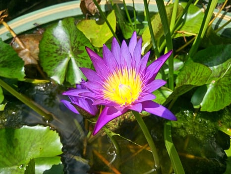 A purple water lily in a pond with green leaves photo
