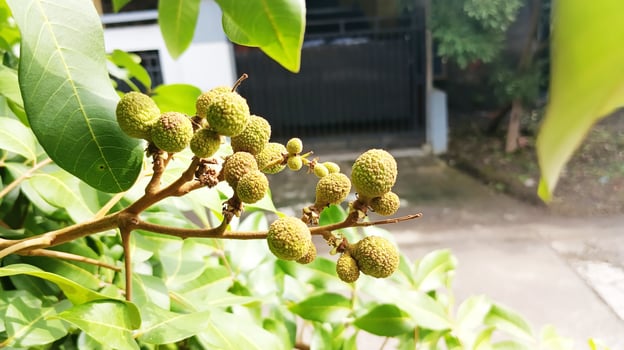 There are many small green longan seeds on the tree branches from a close distance. photo
