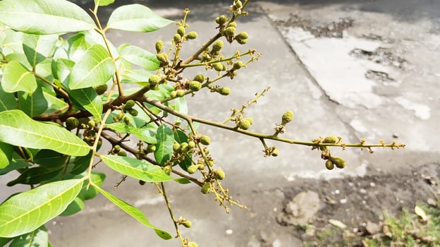 There are many small green longan seeds on the branches of the tree from above. photo