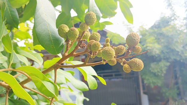 There are many small green longan flower seeds on the tree branches at close range. photo