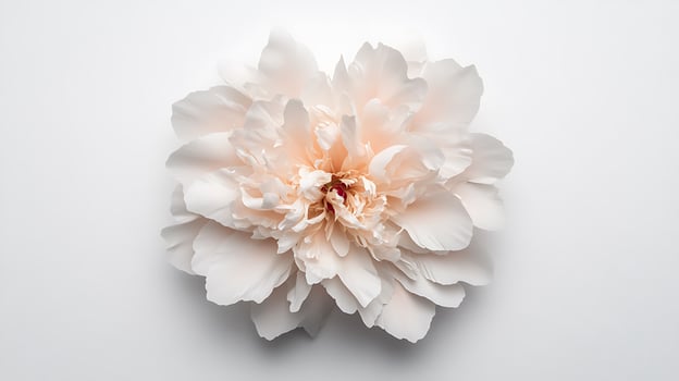 A large white flower on a white background photo