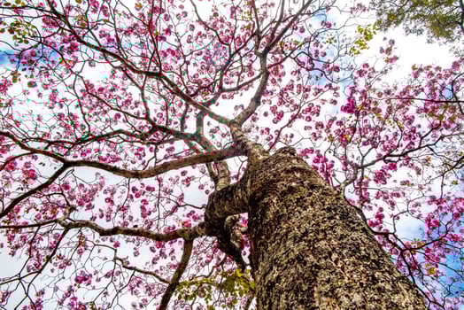 Pink ipe tree Handroanthus heptaphyllus , flowering tree with its high contrast pink flowers against a blue sky background 4 photo