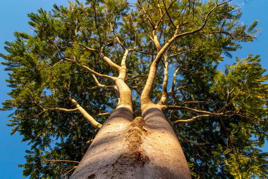 Giant old tree with bottom up perspective view 1 photo