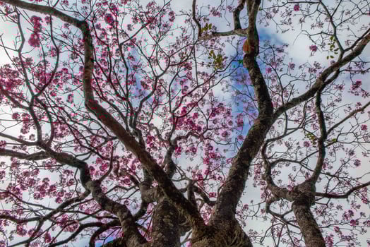 Pink ipe tree Handroanthus heptaphyllus , flowering tree with its high contrast pink flowers against a blue sky background up photo