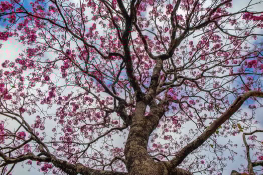 Pink ipe tree Handroanthus heptaphyllus , flowering tree with its high contrast pink flowers against a blue sky background photo