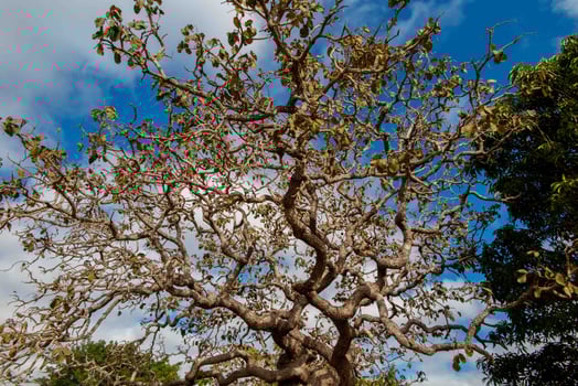 Tree pequi Caryocar brasiliense Typical Brazilian tree with blue sky in the background. xx photo