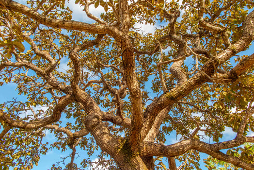 Tree pequi Caryocar brasiliense Typical Brazilian tree with blue sky in the background. 11 photo