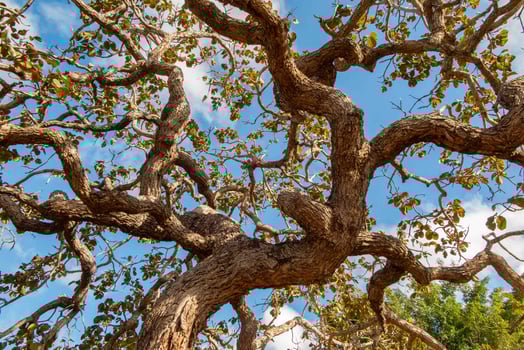 Tree pequi Caryocar brasiliense Typical Brazilian tree with blue sky in the background. 12 photo