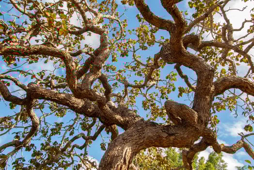 Tree pequi Caryocar brasiliense Typical Brazilian tree with blue sky in the background. 8 photo