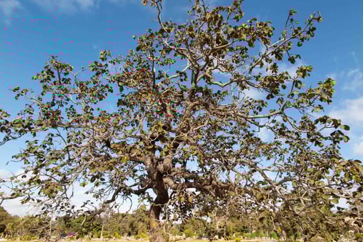 Tree pequi Caryocar brasiliense Typical Brazilian tree with blue sky in the background. 7 photo