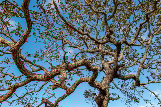 Tree pequi Caryocar brasiliense Typical Brazilian tree with blue sky in the background. 3 photo