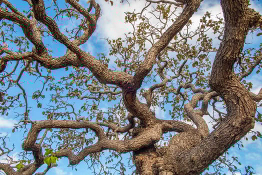 Tree pequi Caryocar brasiliense Typical Brazilian tree with blue sky in the background. 2 photo