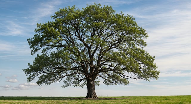 Majestic Oak Tree in Springtime Peaceful Nature Scene Green Field Sky Rural Image Photo Summer