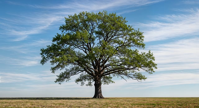 Majestic Oak Tree in Serene Field Peaceful Summer Sky Landscape Blue Calm Wide Open View Green Rural photo