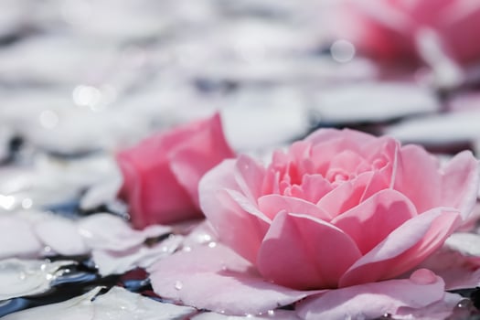 Pink rose flowers and white petals with drops and blur light background. For water festival or spa photo
