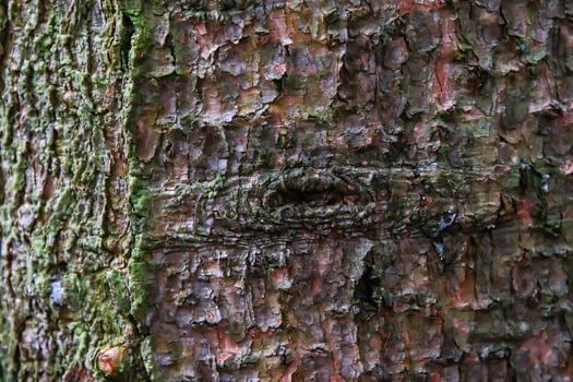 A close up of a tree with a hole in it photo