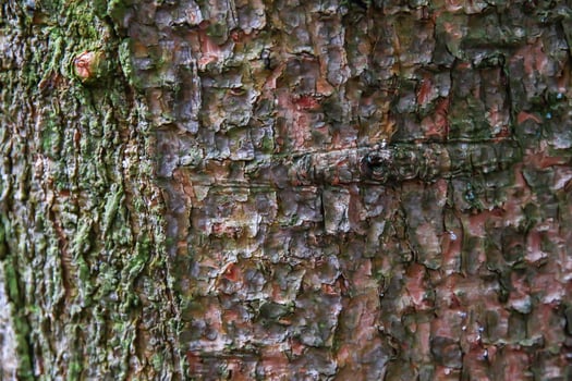 A close up of the bark of a tree photo