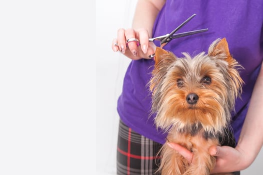 A person is carefully cutting the hair of a small dog using scissors photo