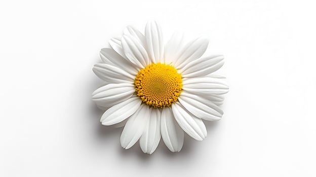 A single white daisy on a white background photo
