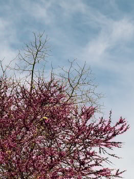 Beautifully Blossoming Redbud Tree Stands Tall Majestically Against Clear Blue Sky Above. magnificent and vibrant redbud tree is full of colourful flowers. vertical, film look photo