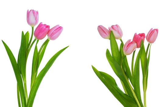 copy space. spring colorful flowers tulips. floral collection. photo