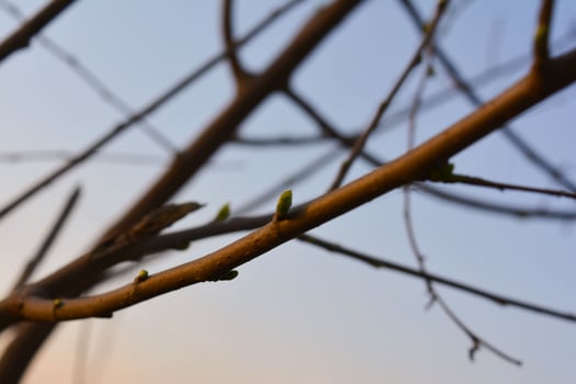 A barbed wire fence entwines with a snow-covered tree branch, a stark contrast of nature and man-made restraint photo