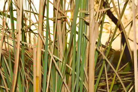 Green reeds sway in the summer breeze along the water's edge photo