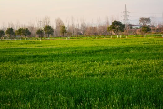 Green rice fields stretch across the rural landscape under a blue summer sky photo