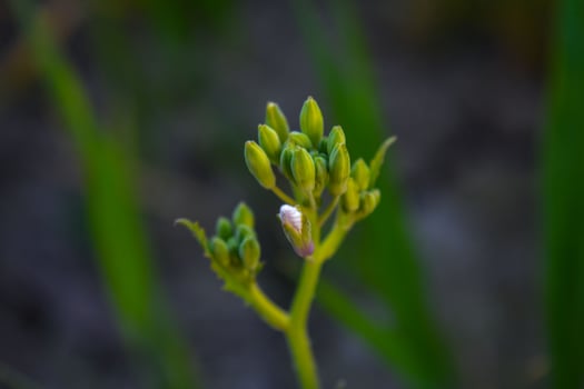 Close-up of a yellow flower bud blooming in a garden during spring photo