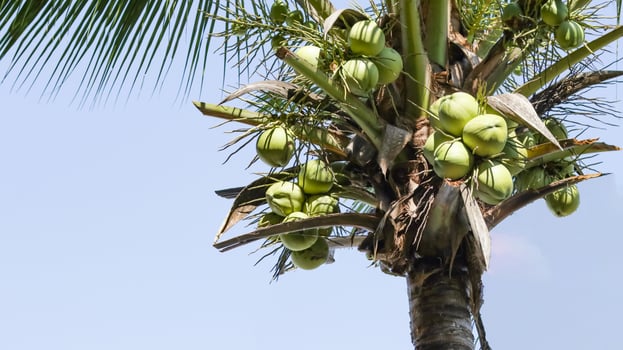 Cut out of coconut palm tree on blue sky background photo
