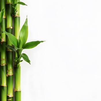 Close up of bamboo stalks with fresh green leaves against white background natural minimalistic design concept photo