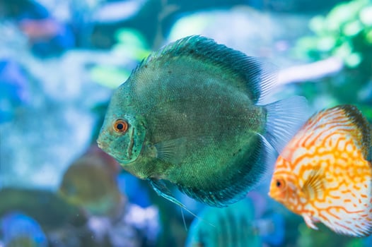 Blue Symphysodon known as discus or discus fish swimming in aquarium photo
