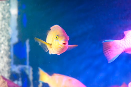 Parrot fish in aquarium closeup photo