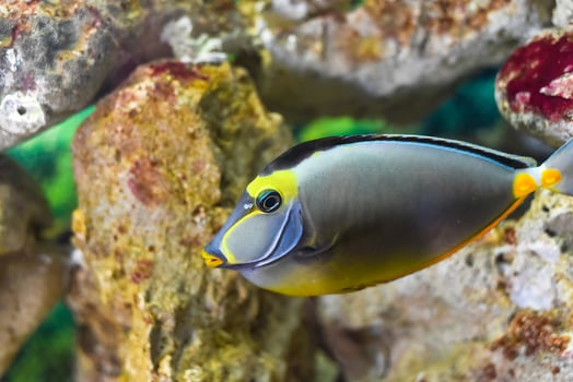 Naso Tang fish in aquarium closeup photo