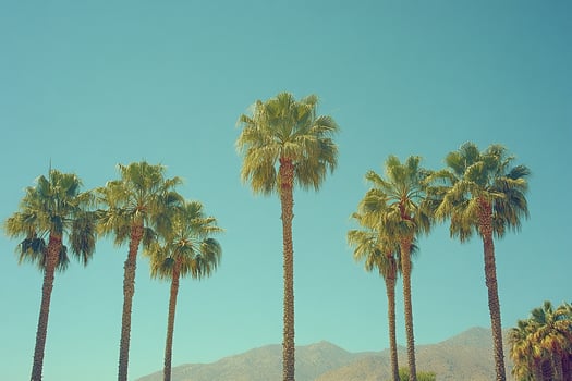 Tall palm trees against clear blue sky, muted tones. Tropical banner. Generated by artificial intelligence photo