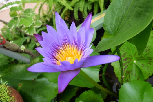 A purple water lily blooming in a pond photo